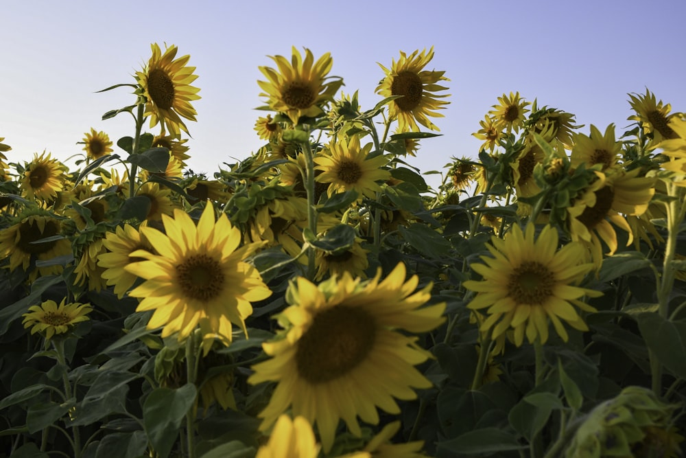 yellow sunflower field during daytime