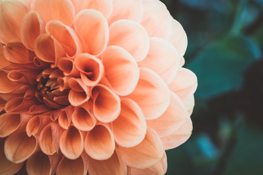 pink flower in macro shot