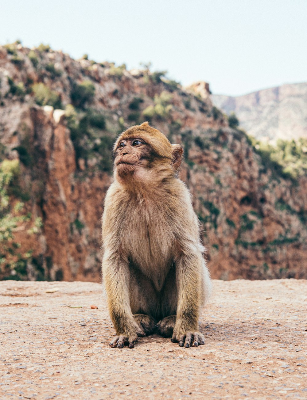 macaco marrom sentado na areia marrom durante o dia