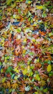 A pile of colorful autumn leaves neatly gathered at the corner of a garden.