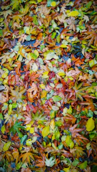A pile of colorful autumn leaves ready for cleanup.