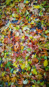 A pile of colorful autumn leaves ready for cleanup.