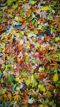A pile of colorful autumn leaves neatly gathered at the corner of a garden.