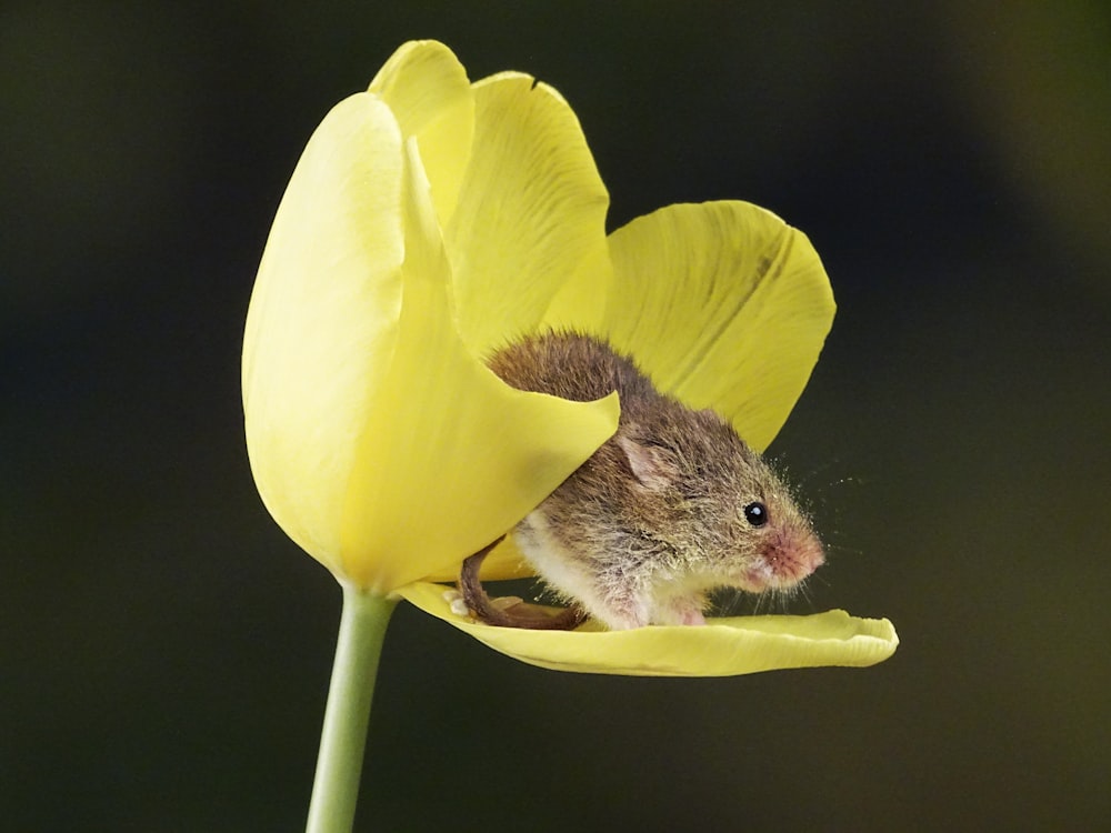 brown rodent on yellow flower