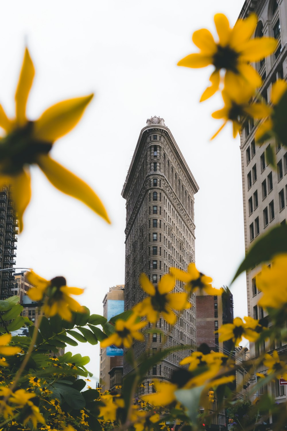 flores amarelas perto do edifício de concreto cinza durante o dia