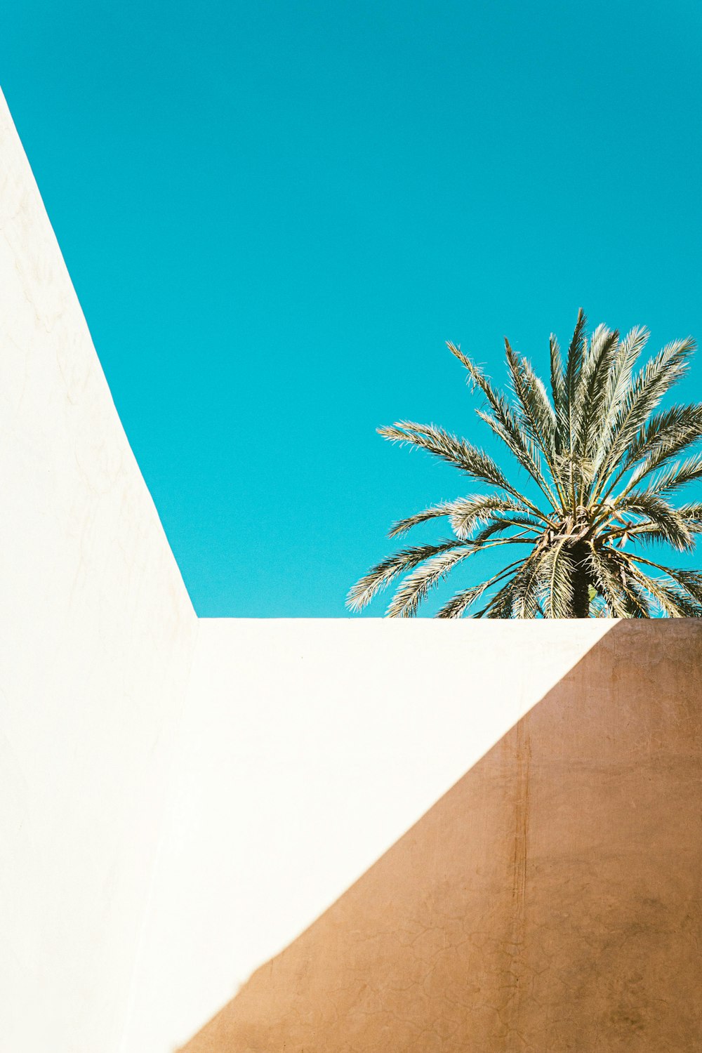 Palmera verde bajo el cielo azul durante el día