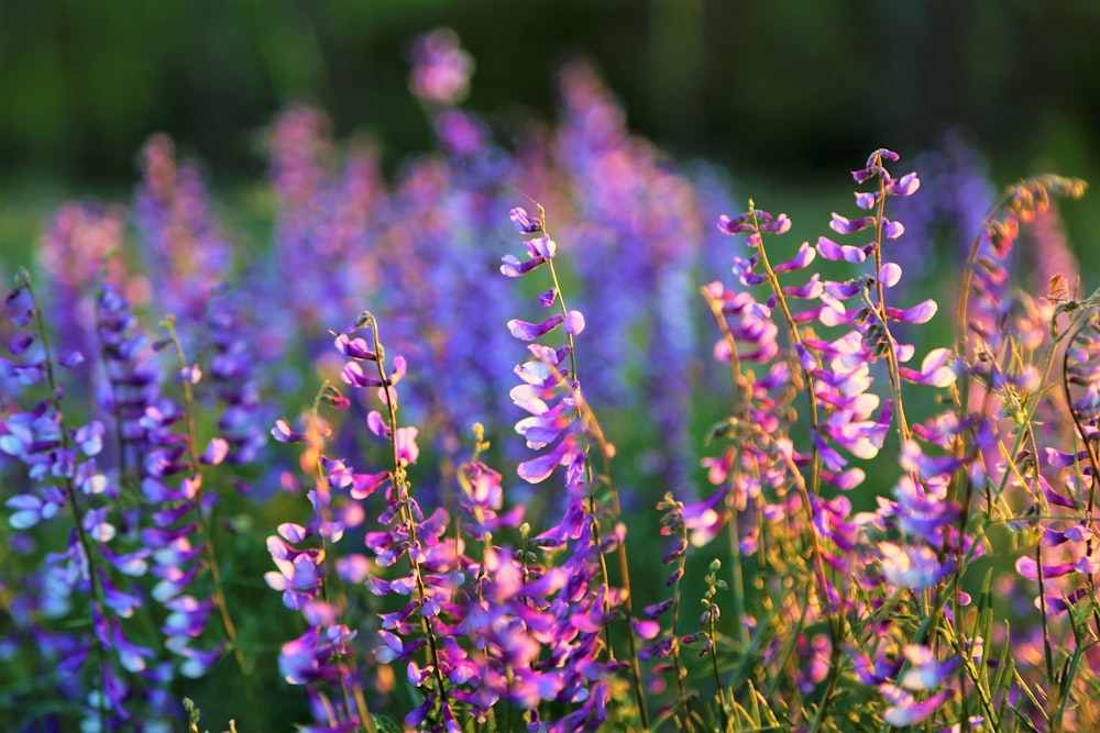 purple flowers in tilt shift lens