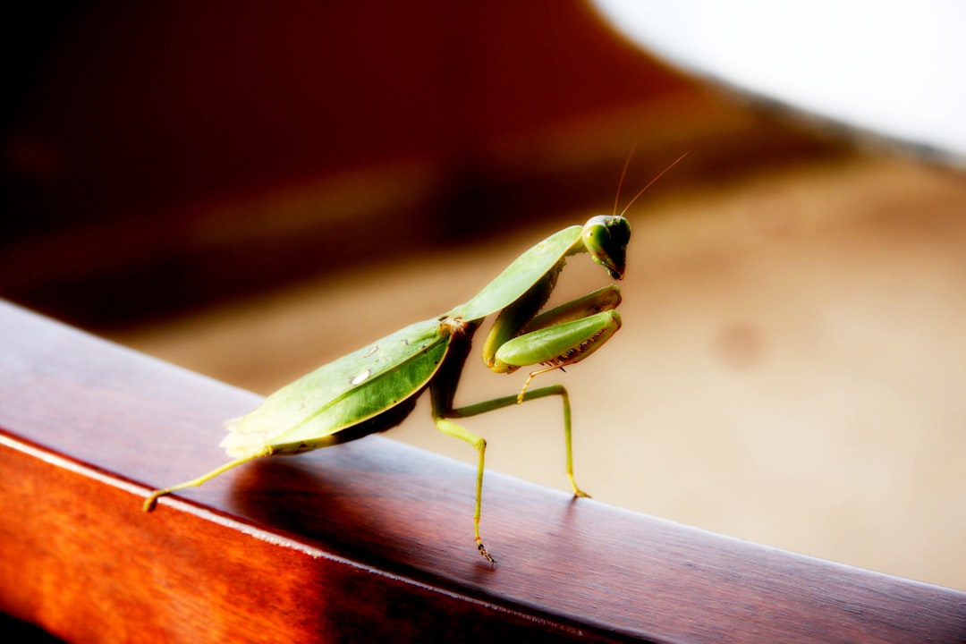 green praying mantis on brown wooden table