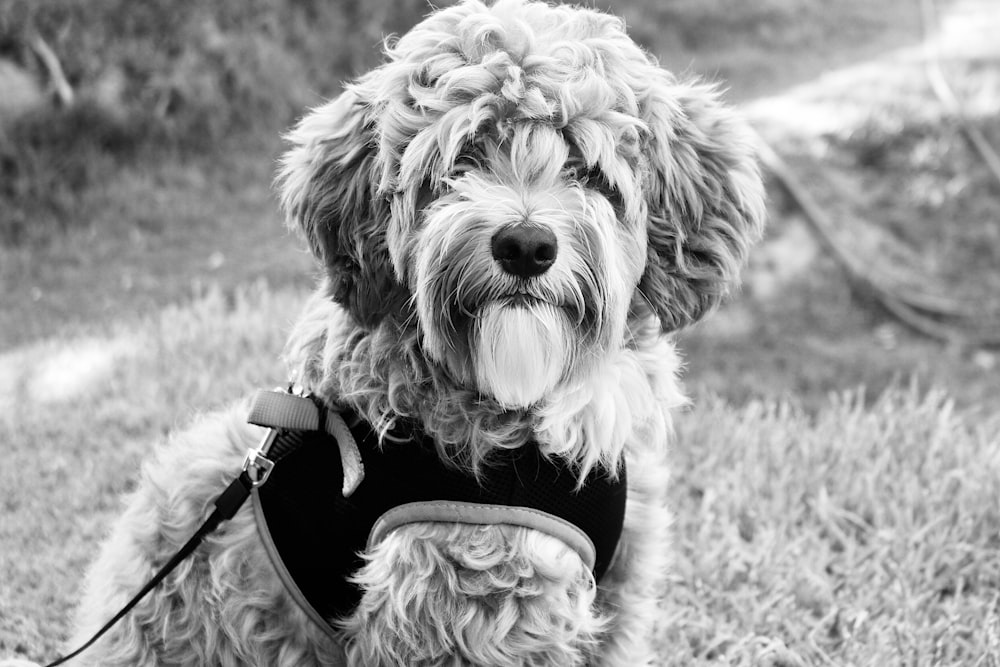 grayscale photo of long coated dog on grass field