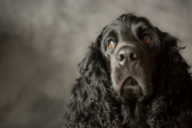 Close-up of a black English Cocker Spaniel head with wavy ears.