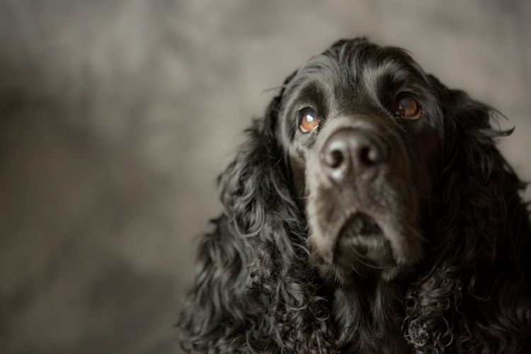 Black English Cocker Spaniel portrait with long wavy ears