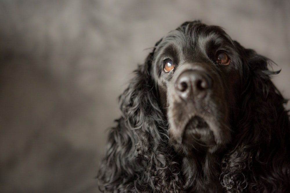 black long coated dog in close up photography