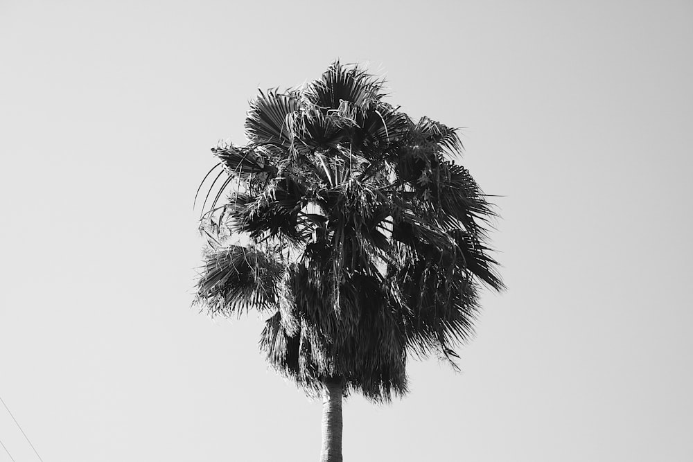 grayscale photo of tree during daytime