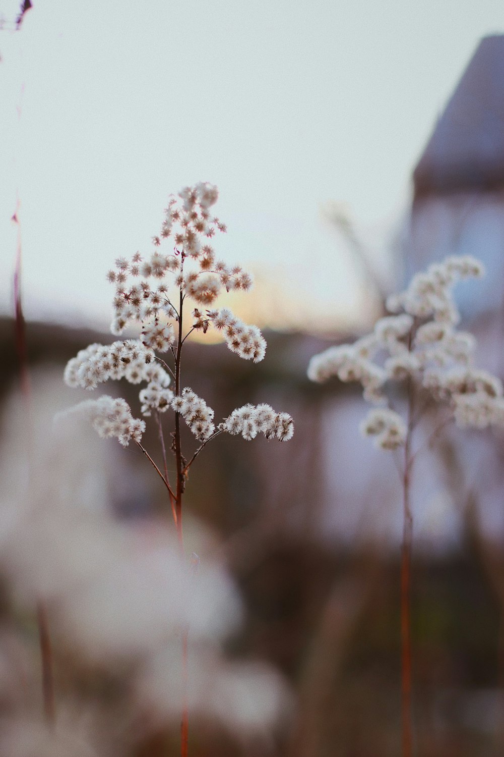 white flowers in tilt shift lens