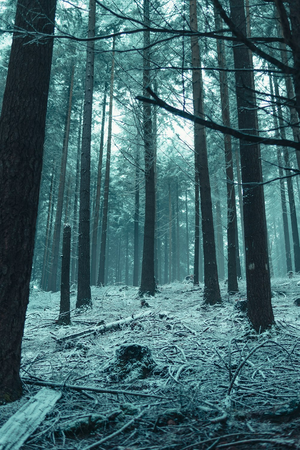 grayscale photo of trees on snow covered ground