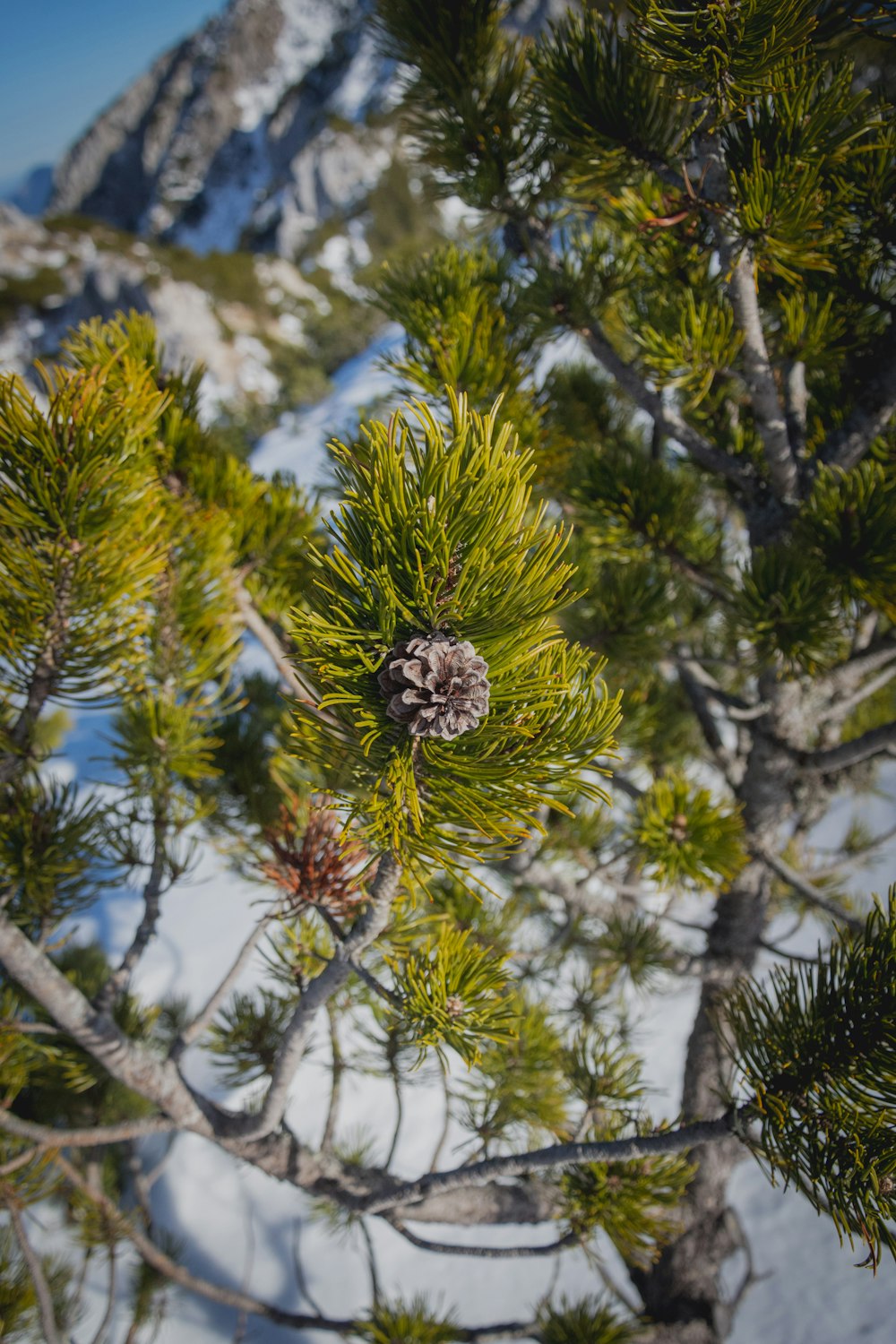 pine cone on green pine tree during daytime