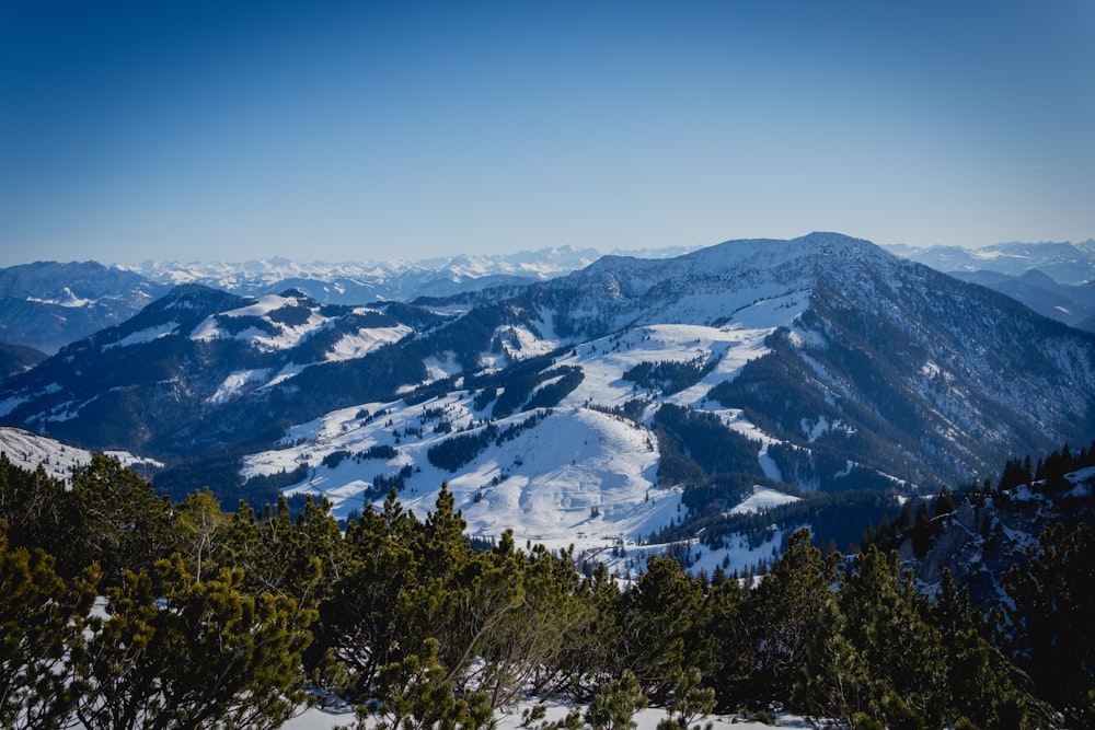 green trees on snow covered mountain during daytime