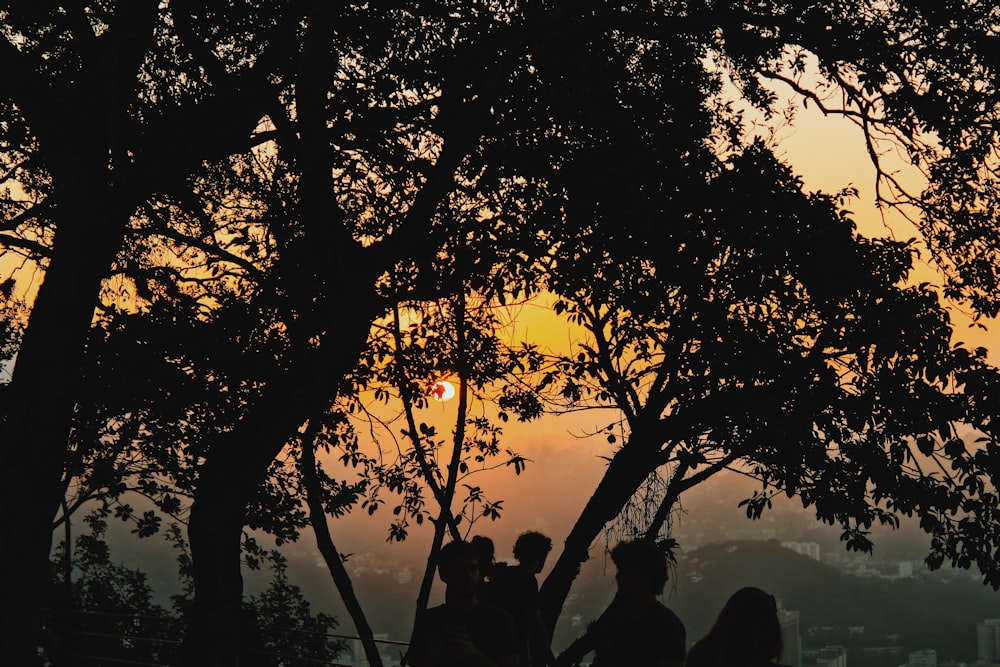 silhouette of people standing near tree during sunset
