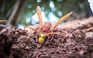 brown and black insect on brown soil during daytime
