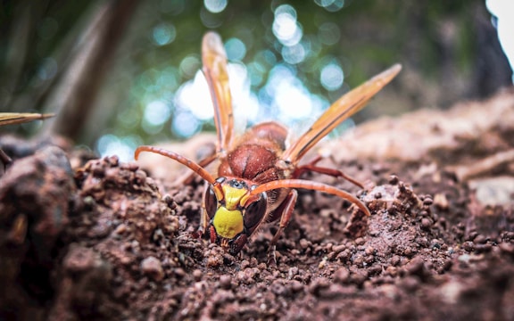 brown and black insect on brown soil during daytime