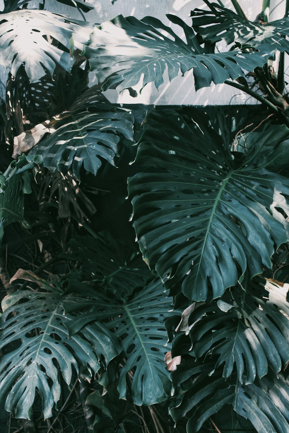 plante à feuilles vertes pendant la journée