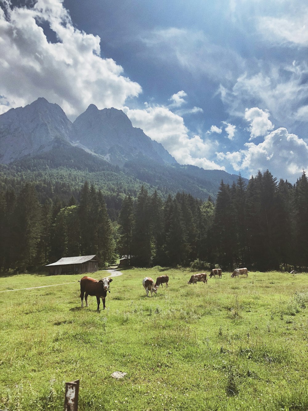 brown and white cow on green grass field near green trees and mountains during daytime