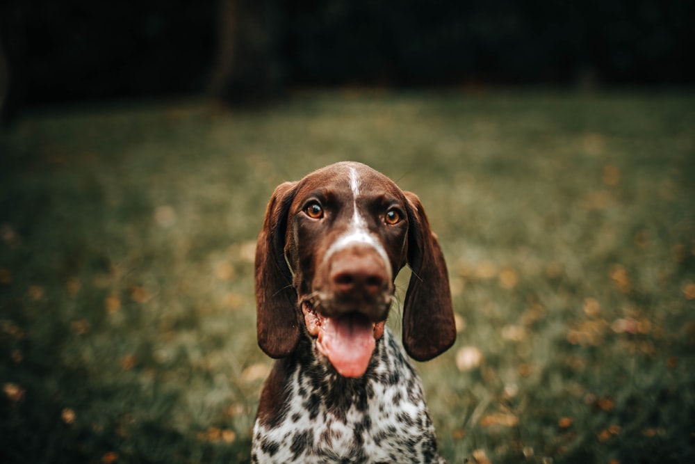 brown and white short coated dog