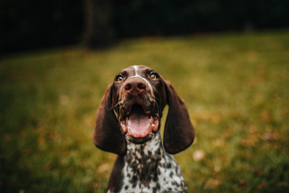 black and white dalmatian dog on green grass field during daytime