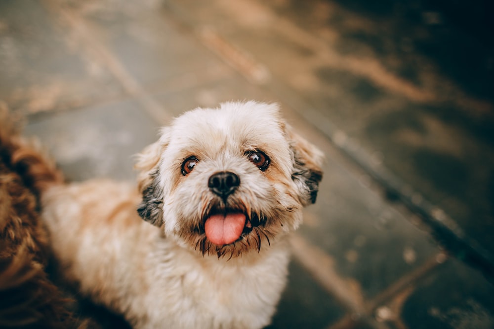 white and brown long coated small dog