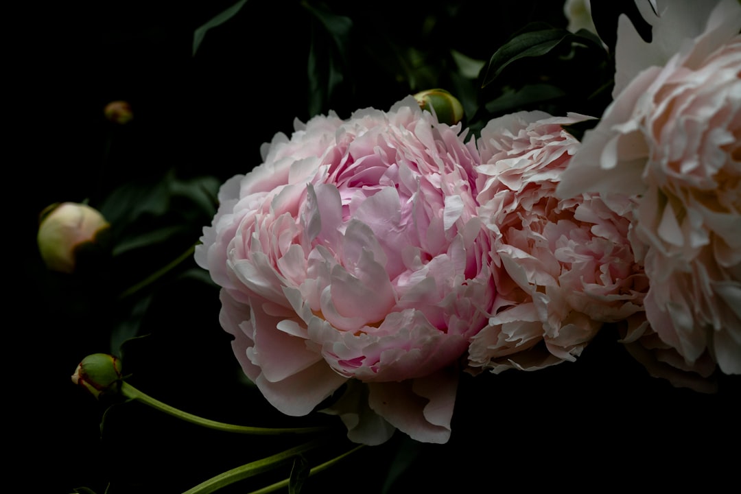 pink flower in macro shot