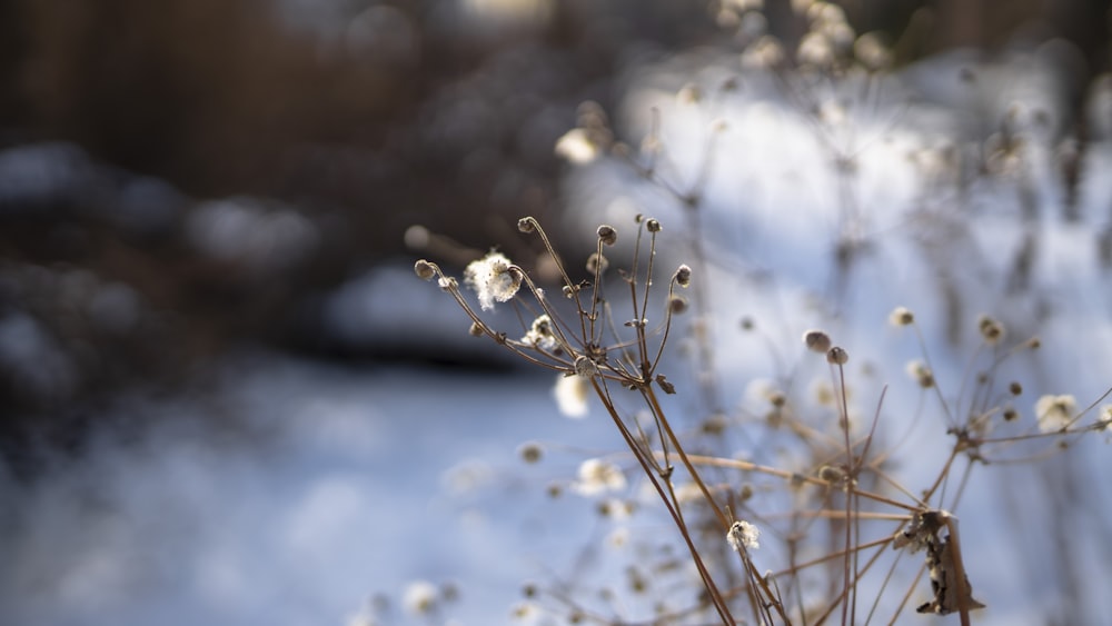 white flower buds in tilt shift lens