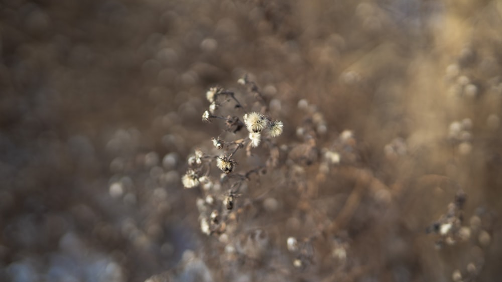 white and brown flower in tilt shift lens