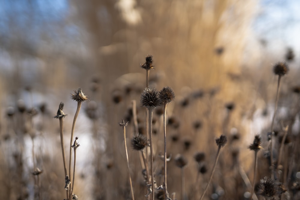 brown plant in tilt shift lens