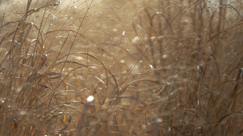 brown grass with water droplets