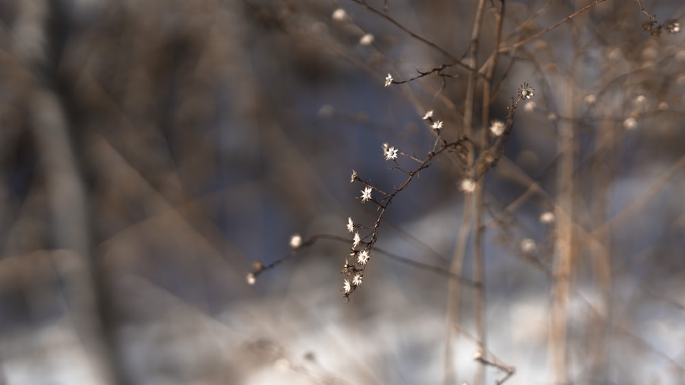 brown plant stem with snow