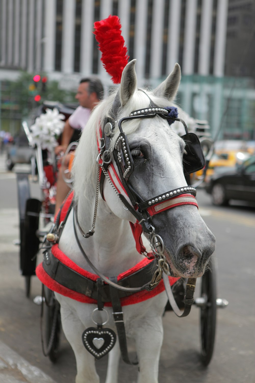 white horse with black leather strap on head