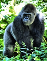 black gorilla under green leaves