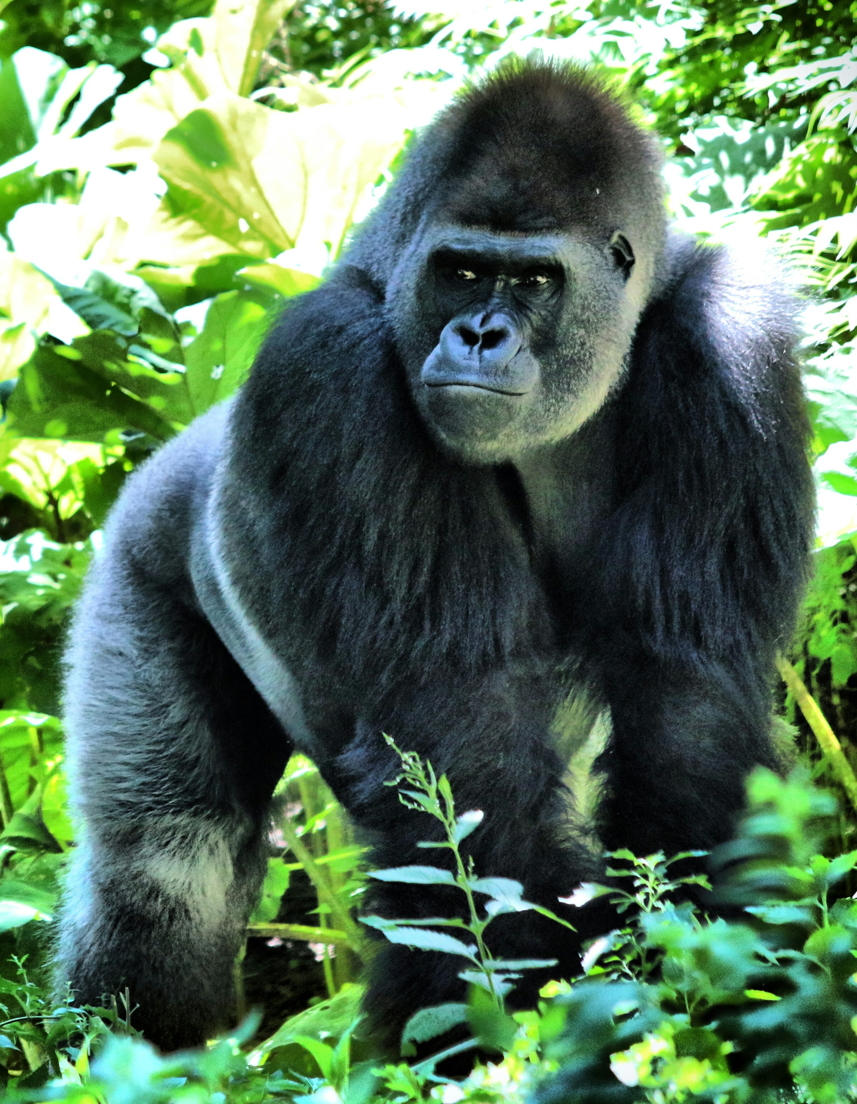 500  Gorilla Pictures Download Free Images on Unsplash 500  Gorilla Pictures Download Free Images on Unsplash