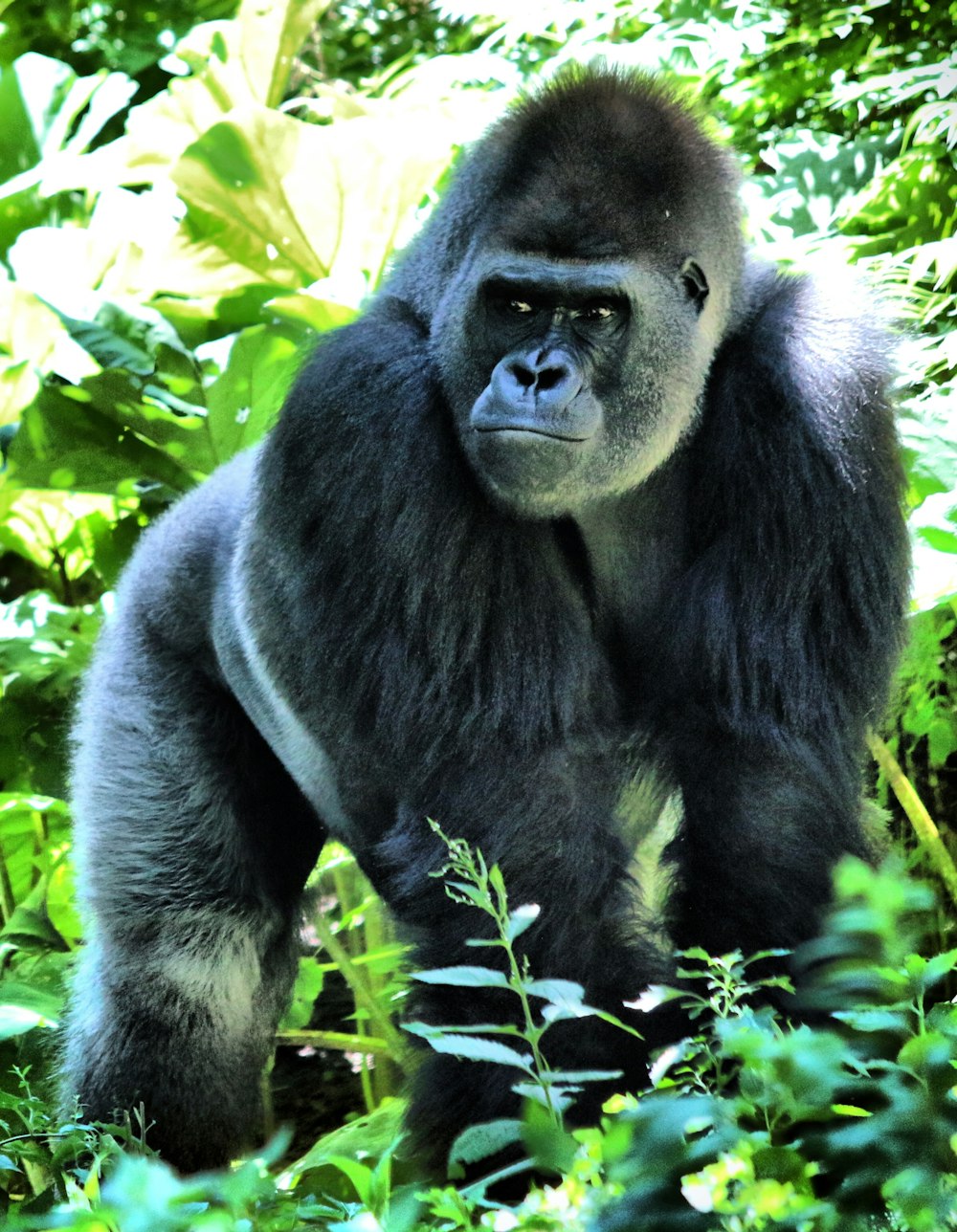 Schwarzer Gorilla unter grünen Blättern