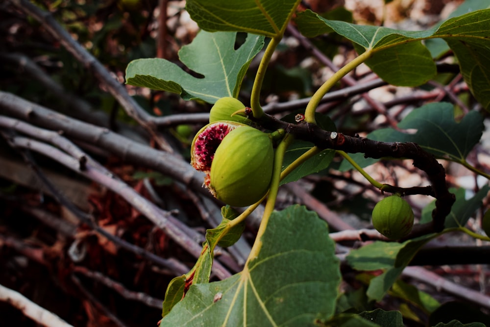 rote und grüne runde Frucht