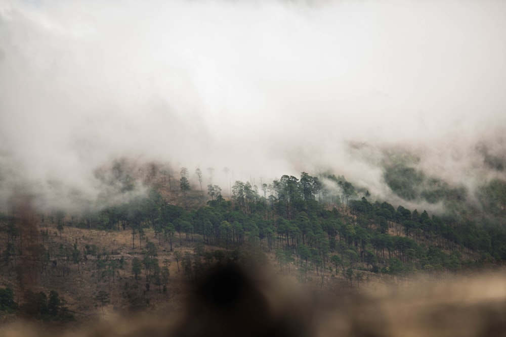 alberi verdi sulla montagna durante il giorno