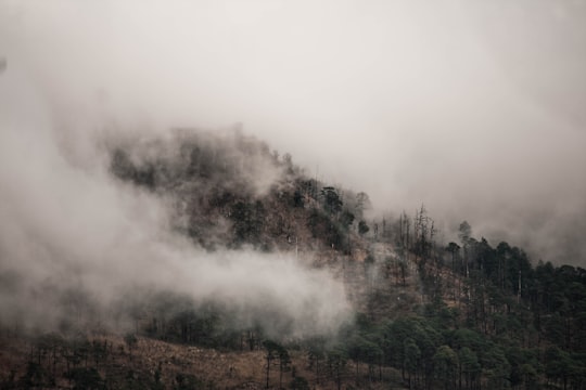 green trees covered with fog in Tegucigalpa Honduras