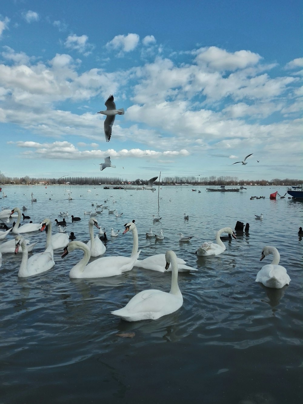 white swan on water under white clouds and blue sky during daytime