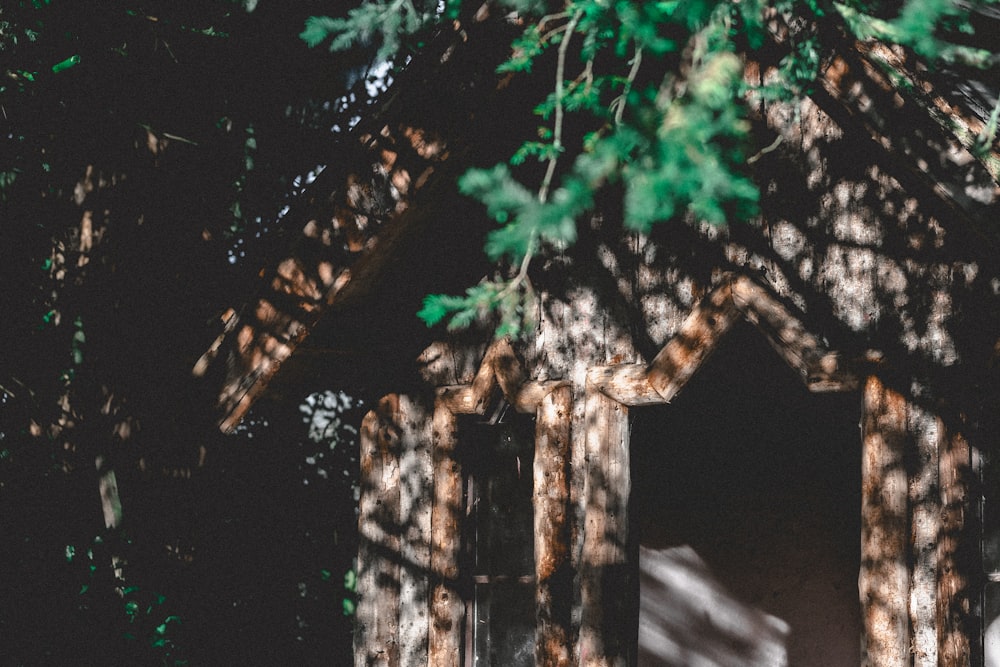 arbre vert et brun avec des feuilles vertes