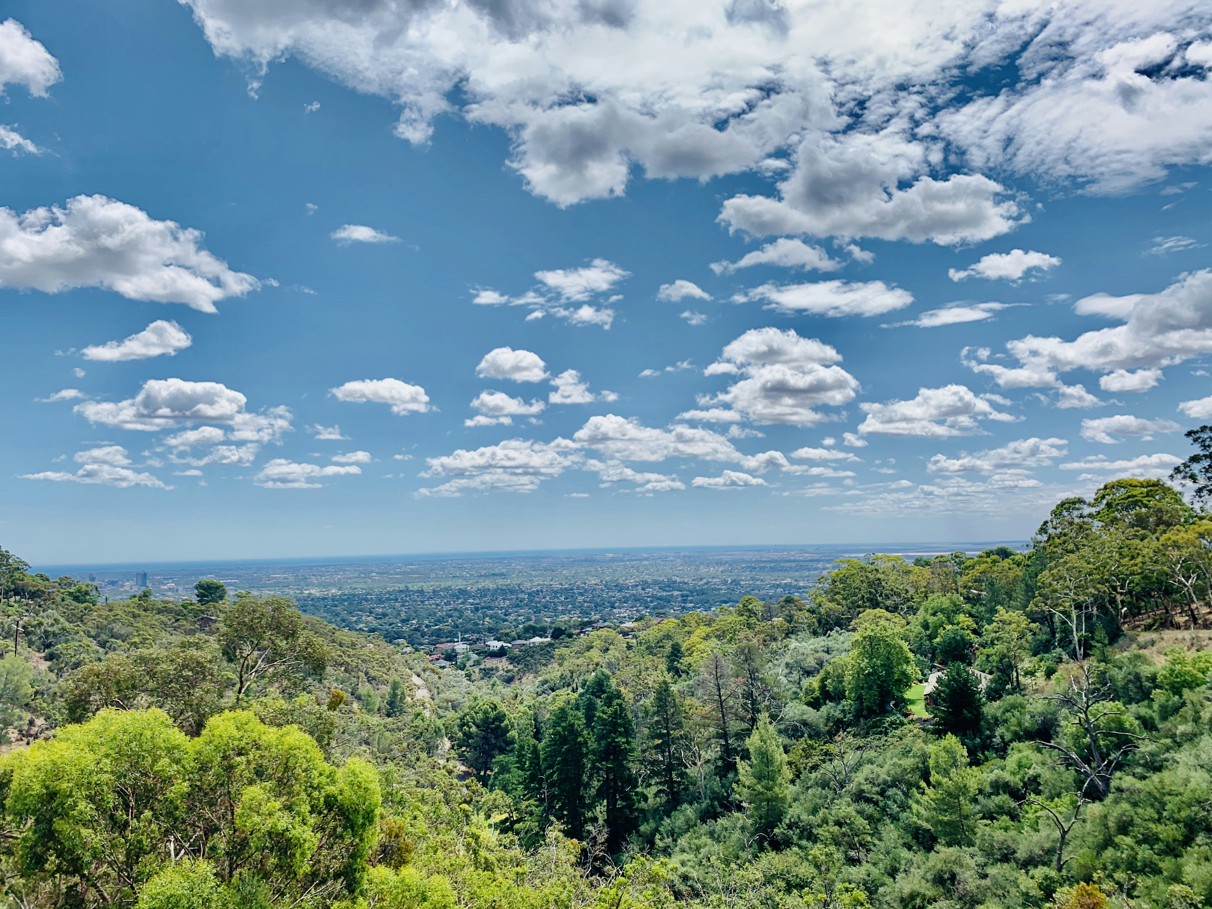 green trees under blue sky and white clouds during daytime