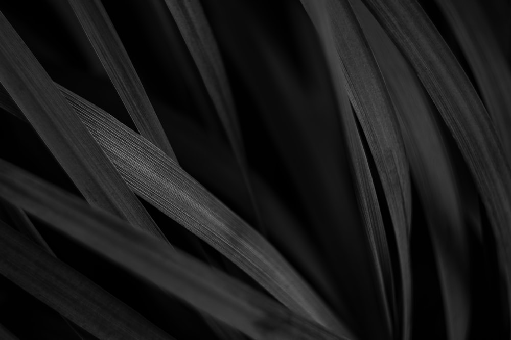 grayscale photo of plant leaf