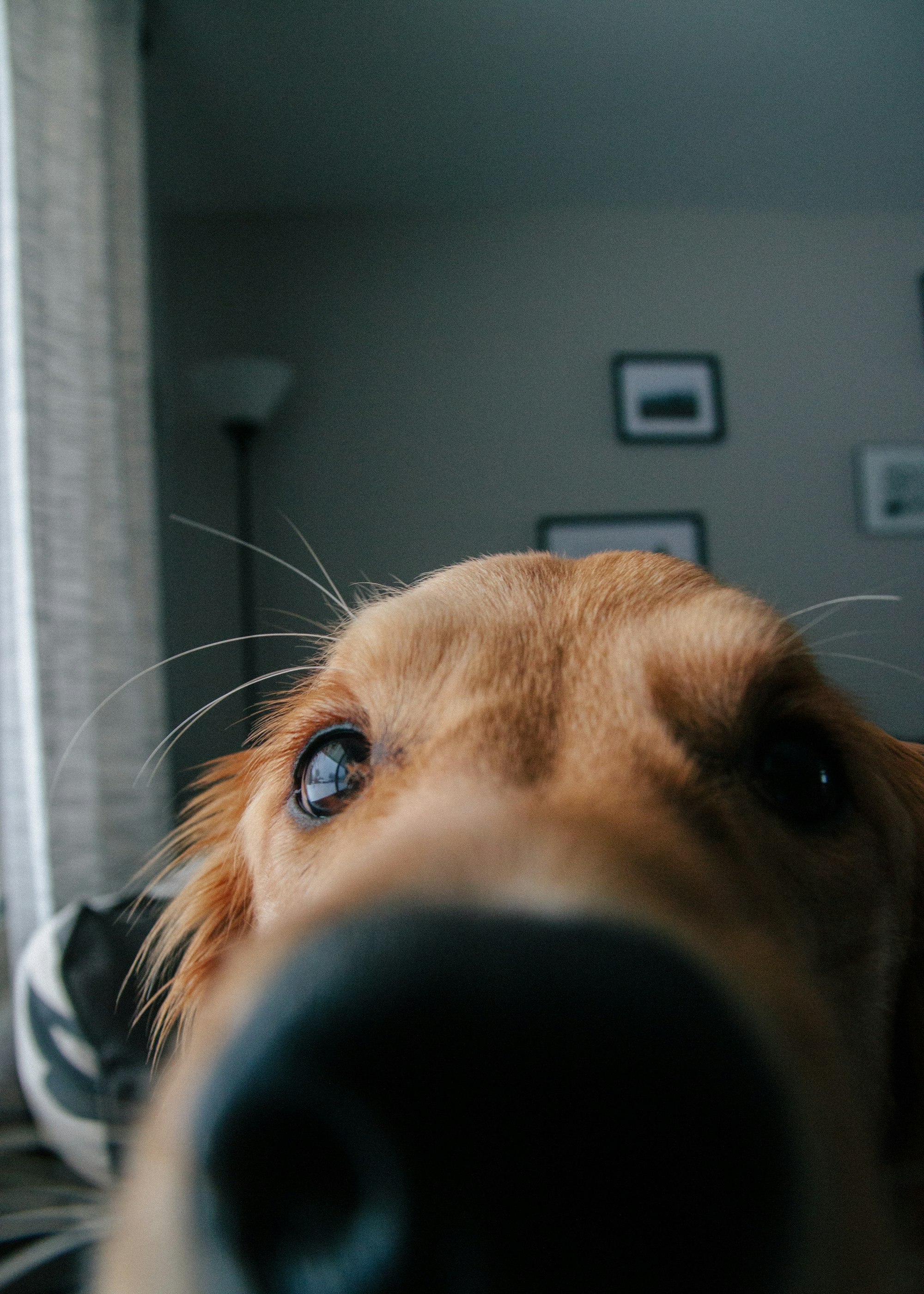 Puppy nose. Going in to lick the camera.