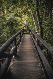 brown wooden bridge in forest during daytime