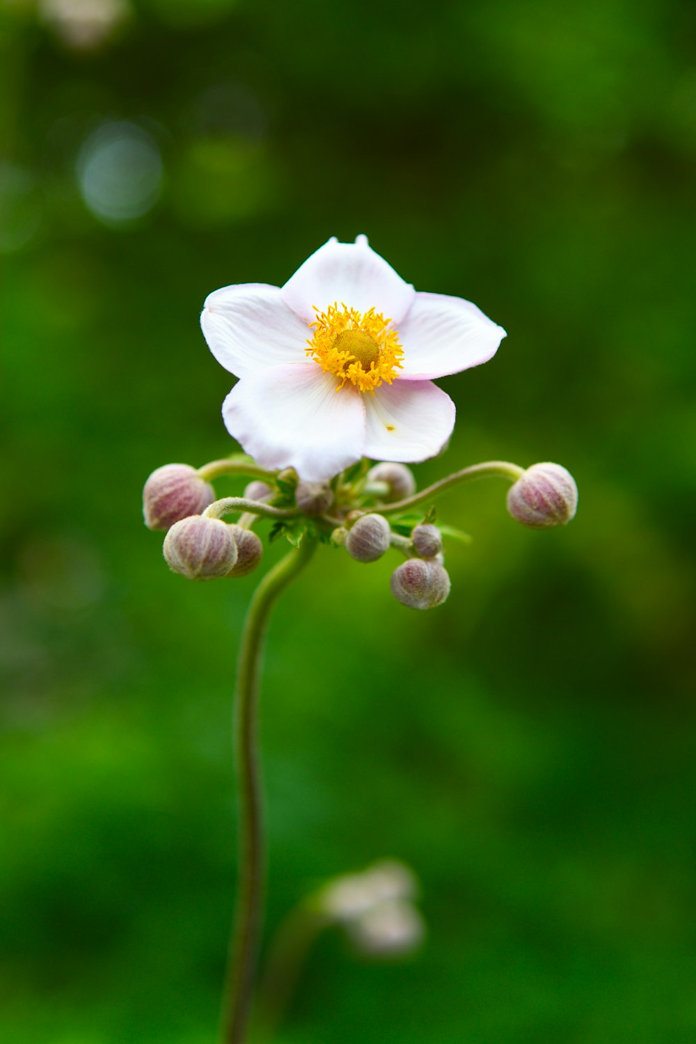 white flower in tilt shift lens