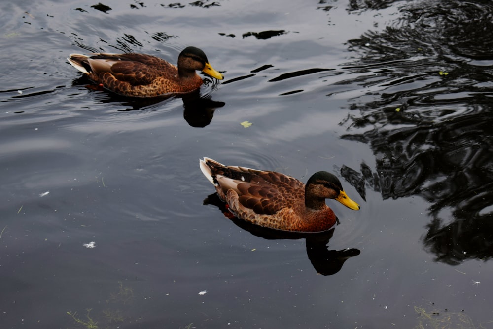 brown duck on water during daytime